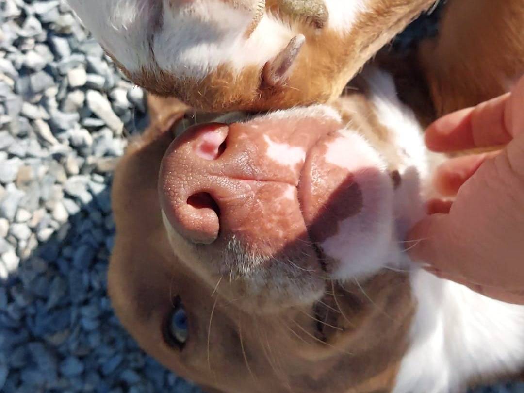 Vuoi adottare un cane a Nuoro?