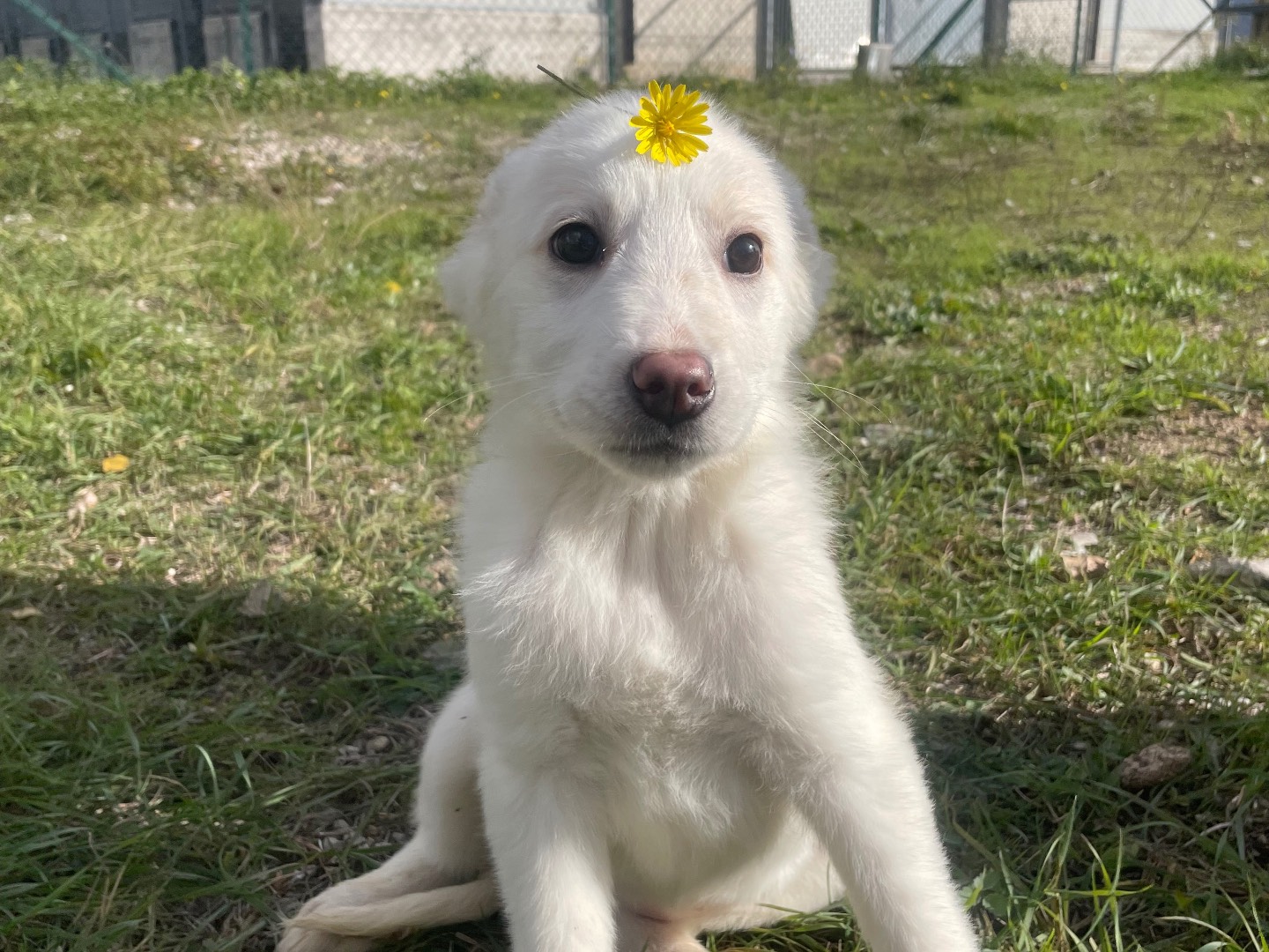 Adozione cane, femmina, Razza sconosciuta Razza sconosciuta, 4 mesi, taglia piccola, Salerno