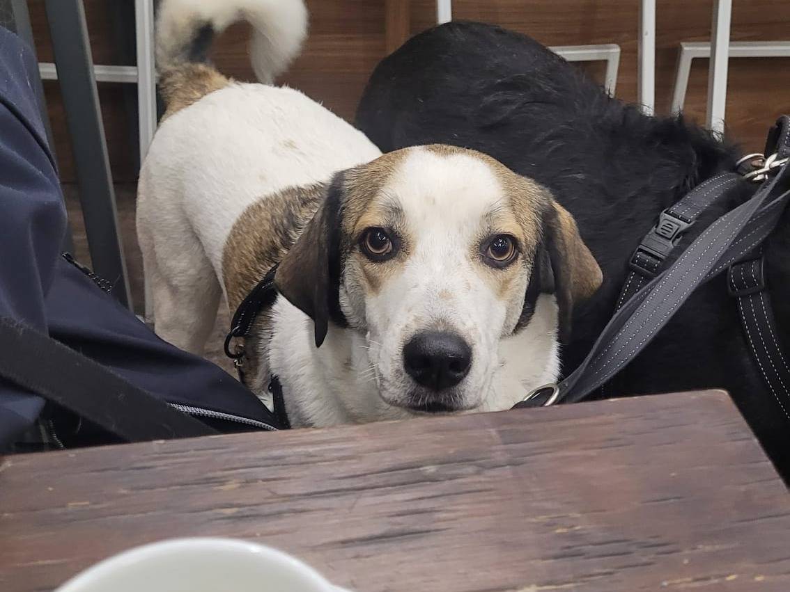 Adotta il cane TWITTY a Milano