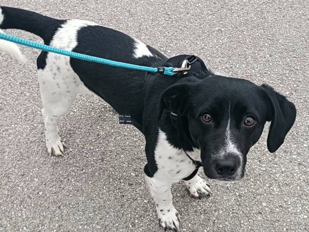 Adozione cane, maschio, Razza sconosciuta Razza sconosciuta, 1 anno e 2 mesi, taglia piccola, Teramo