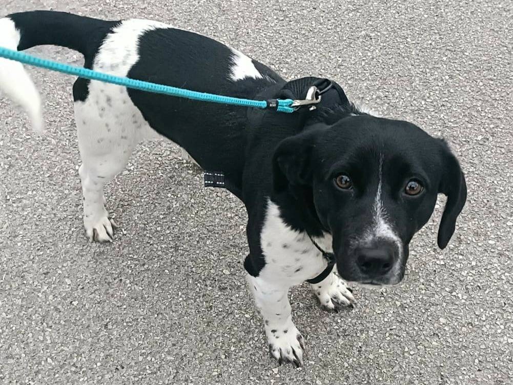 Adotta un cane, maschio, 1 anno e 2 mesi, Teramo