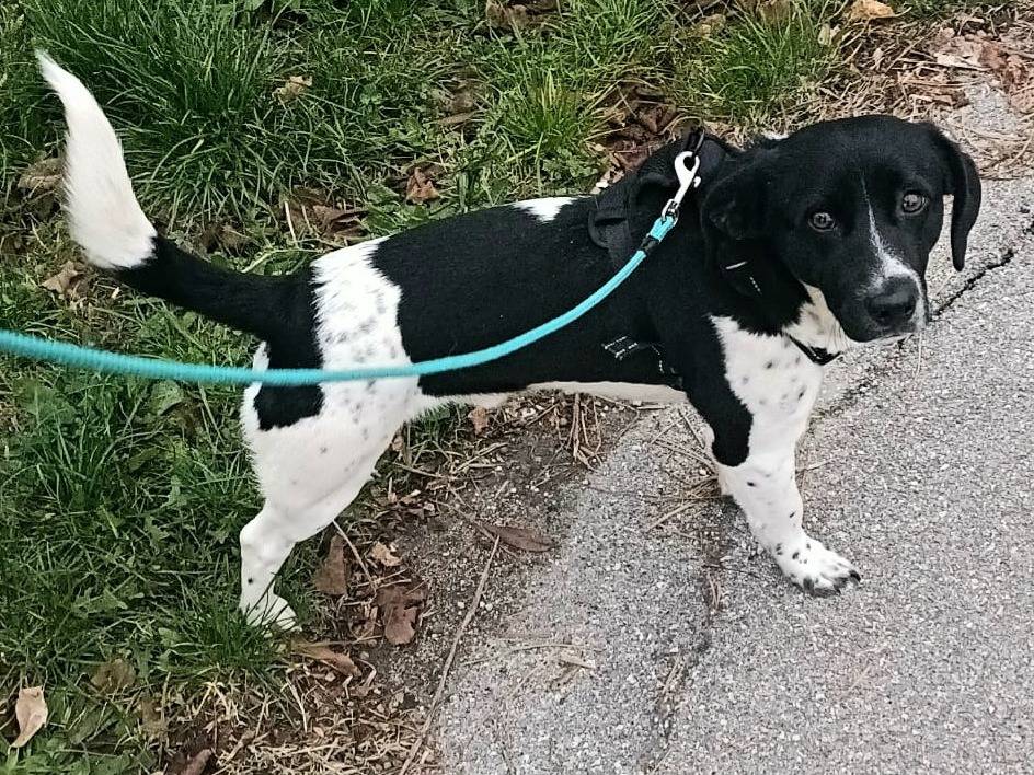 Adotta un cane, taglia piccola, maschio, Teramo