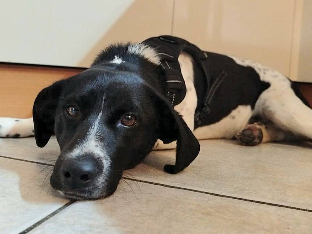 Vuoi adottare un cane a Teramo?