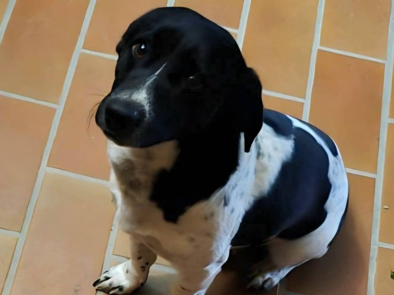 Adotta il cane Galileo a Teramo