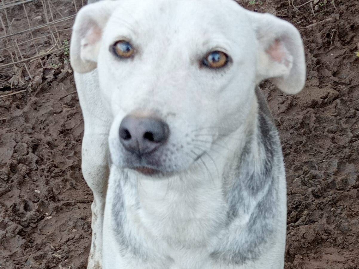 Adozione cane, femmina, Razza sconosciuta Razza sconosciuta, 1 anno, taglia media contenuta, Milano