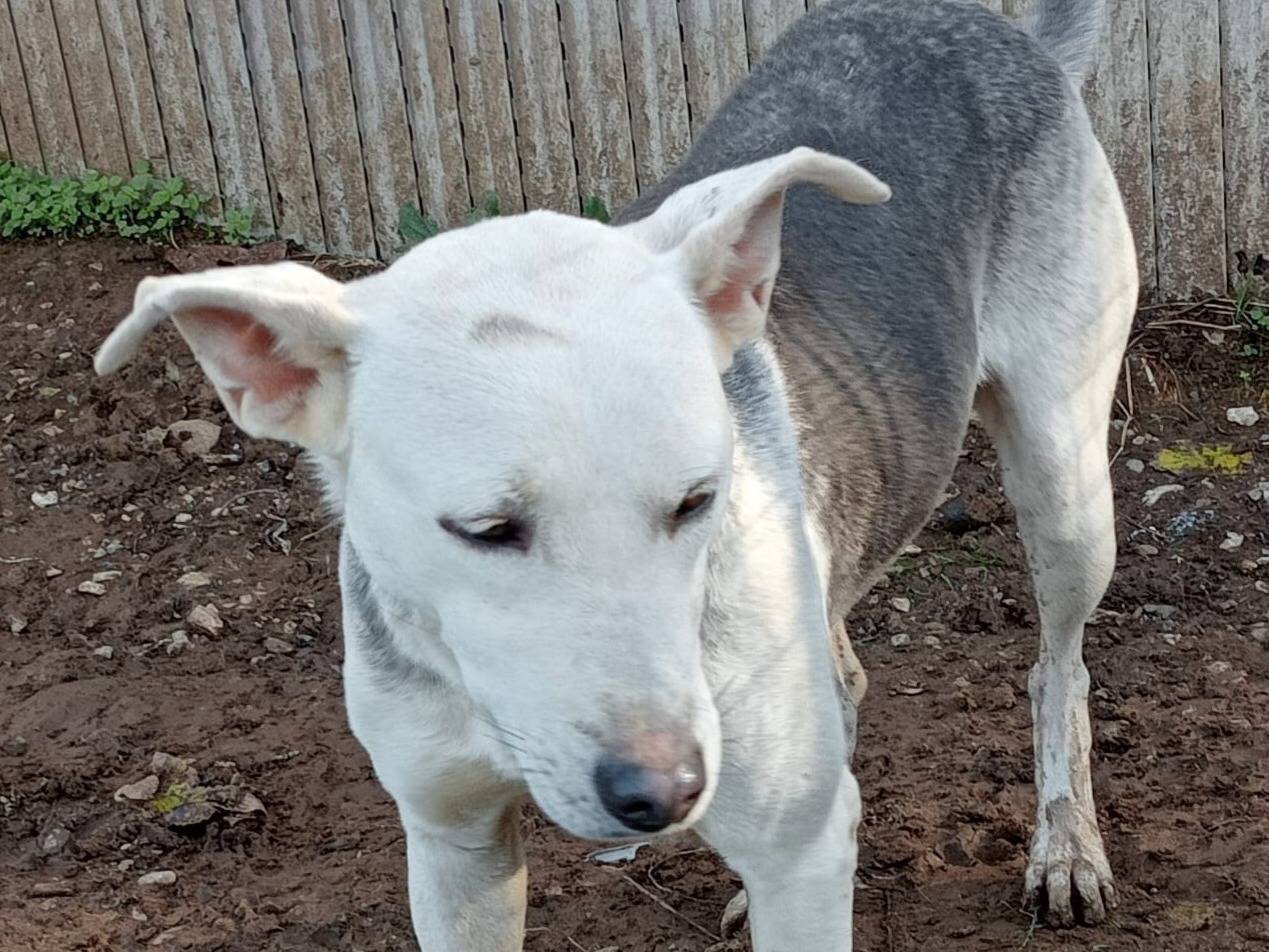 Adotta un cane, taglia media contenuta, femmina, Milano