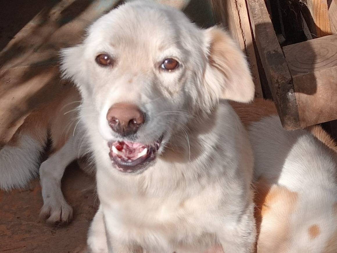 Adozione cane, femmina, Razza sconosciuta Razza sconosciuta, 1 anno, taglia media contenuta, Milano