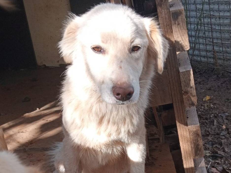 Adotta un cane, femmina, 1 anno, Milano