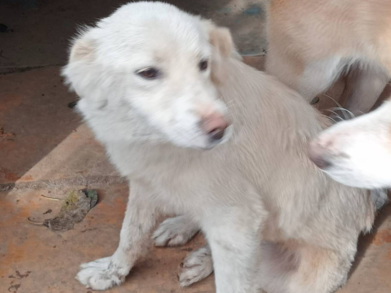 Adotta un cane, taglia media contenuta, femmina, Milano