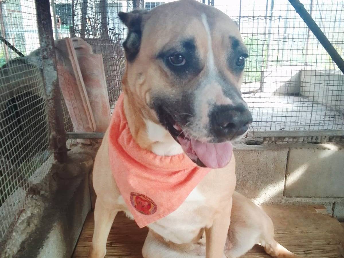 Adozione cane, femmina, Razza sconosciuta Razza sconosciuta, 8 anni, taglia media, Varese