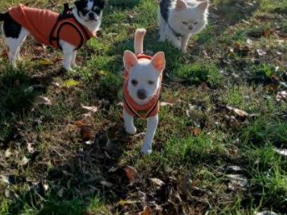 Adozione cane, femmina, Chihuahua Razza sconosciuta, 6 mesi, taglia piccola, Messina