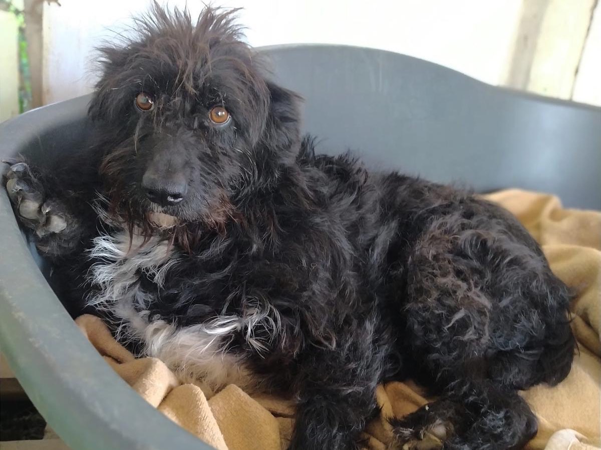 Adozione cane, femmina, Razza sconosciuta Razza sconosciuta, 4 anni e 5 mesi, taglia media, Teramo