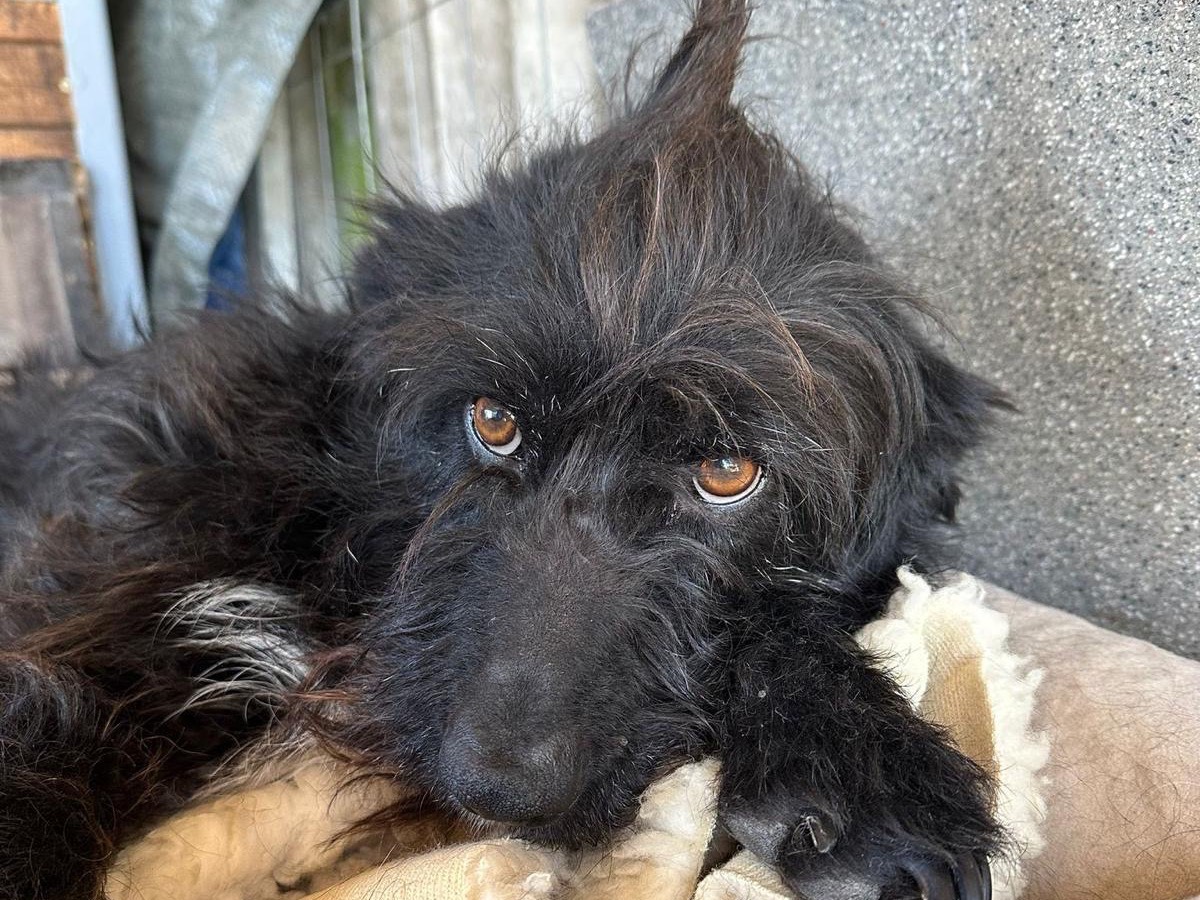 Adotta un cane, femmina, 4 anni e 5 mesi, Teramo