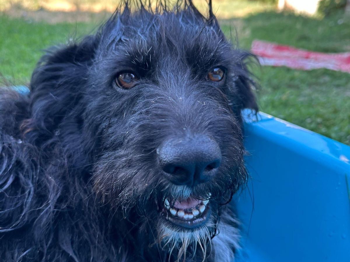 Adotta un cane, taglia media, femmina, Teramo