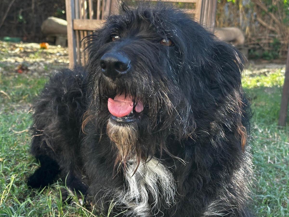 Vuoi adottare un cane a Teramo?