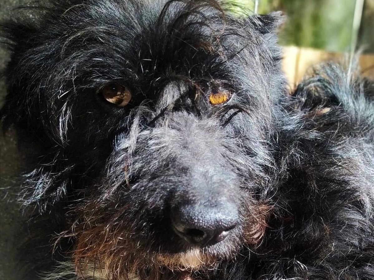 Adotta il cane Toffee a Teramo