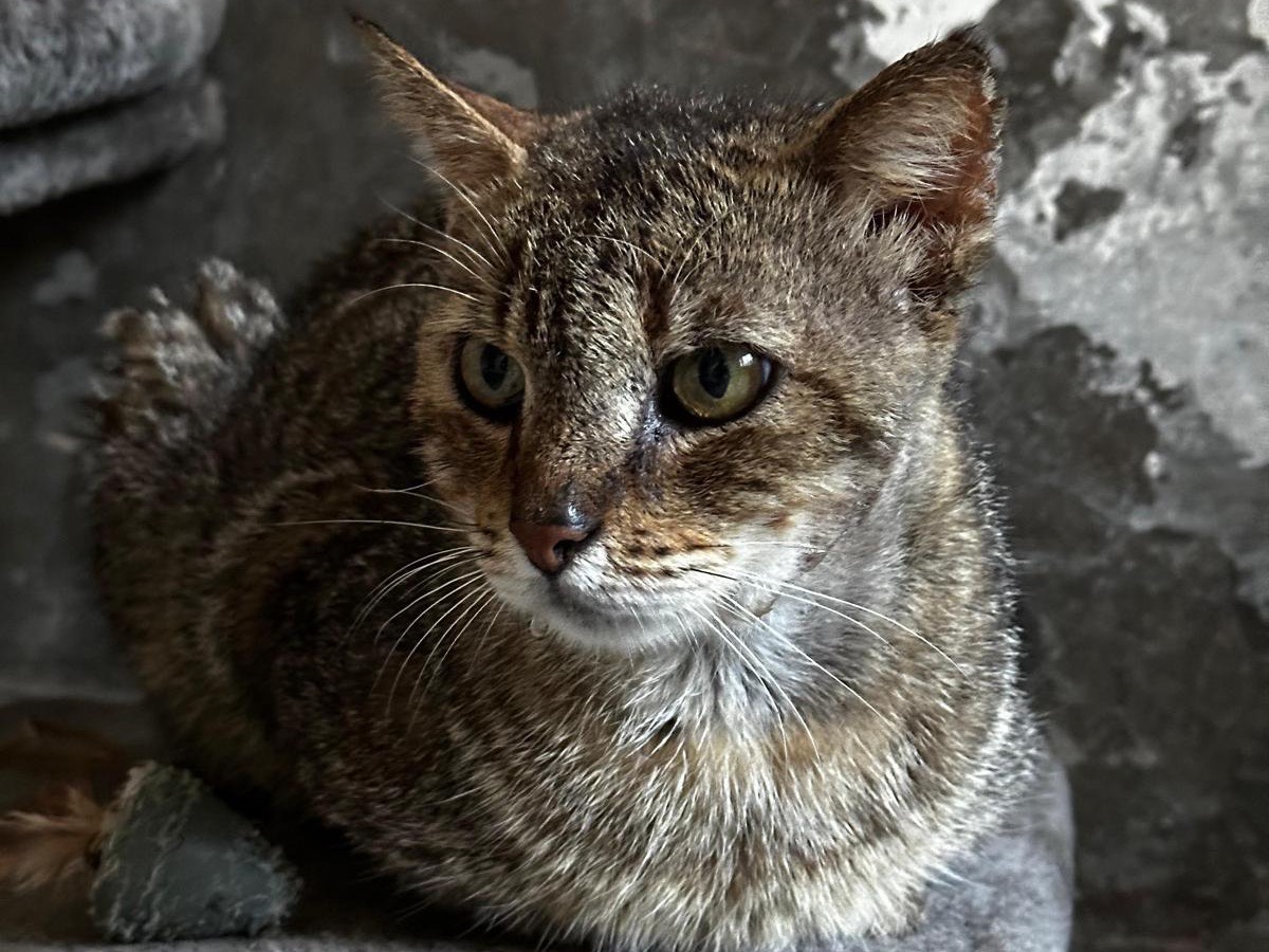 Adotta un gatto, maschio, 7 anni, Teramo