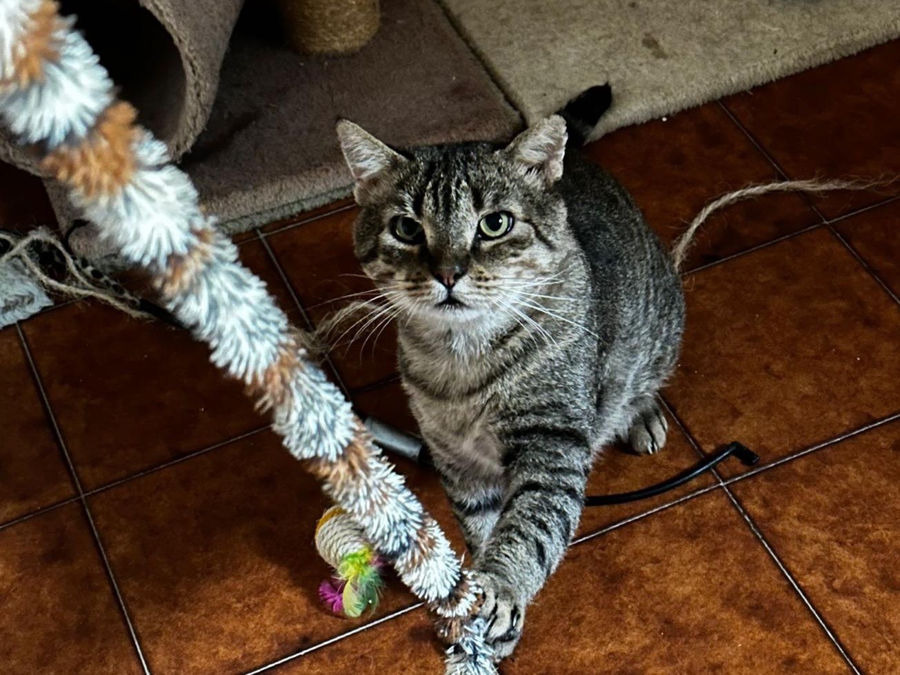 Adozione gatto, maschio, Razza sconosciuta Razza sconosciuta, 7 anni, taglia non valida, Teramo