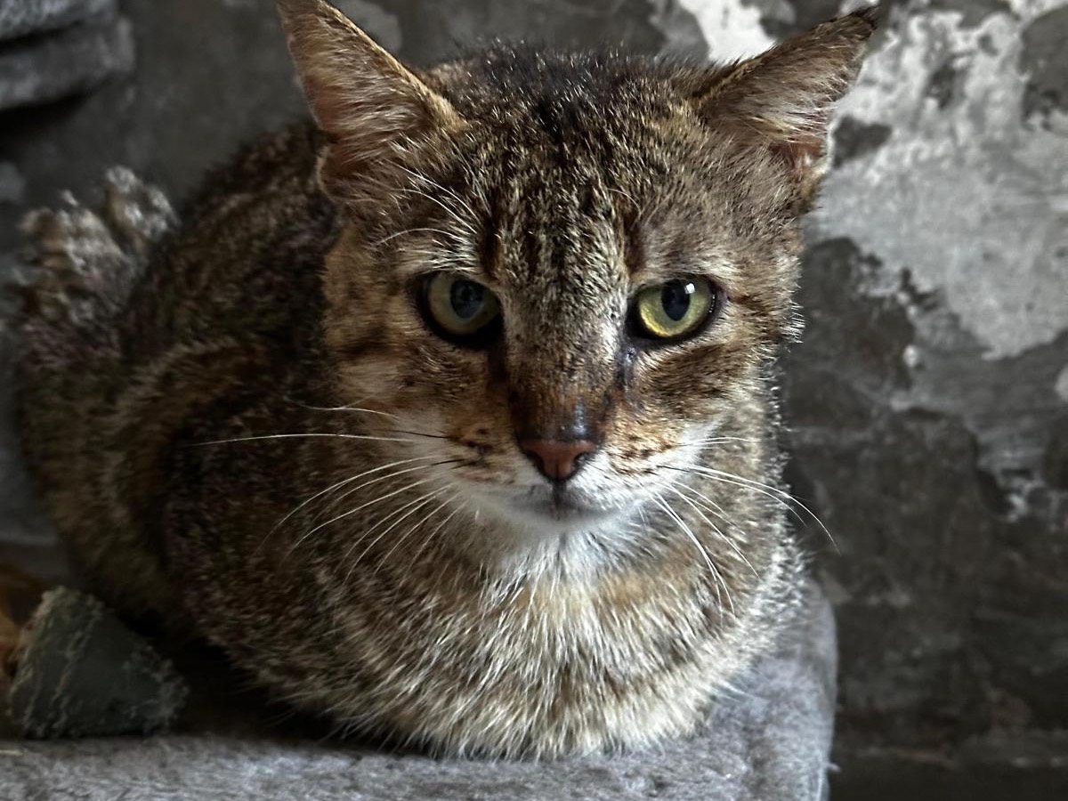 Vuoi adottare un gatto a Teramo?