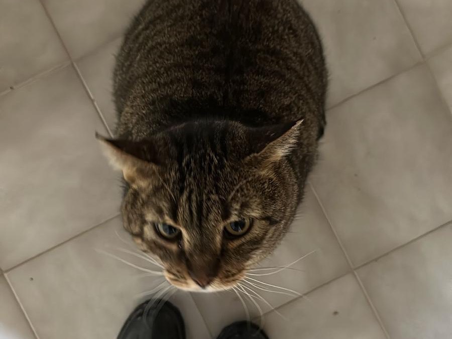 Adotta il gatto Franco  a Teramo