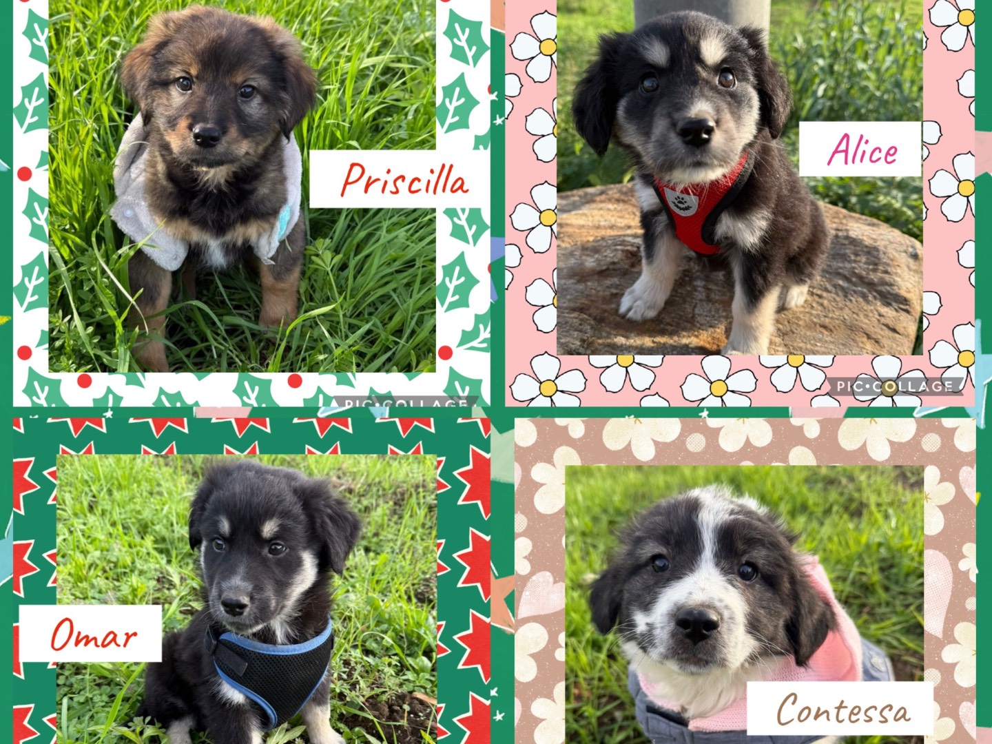 Adozione cane, maschio, Razza sconosciuta Razza sconosciuta, 4 mesi, taglia media, Catanzaro