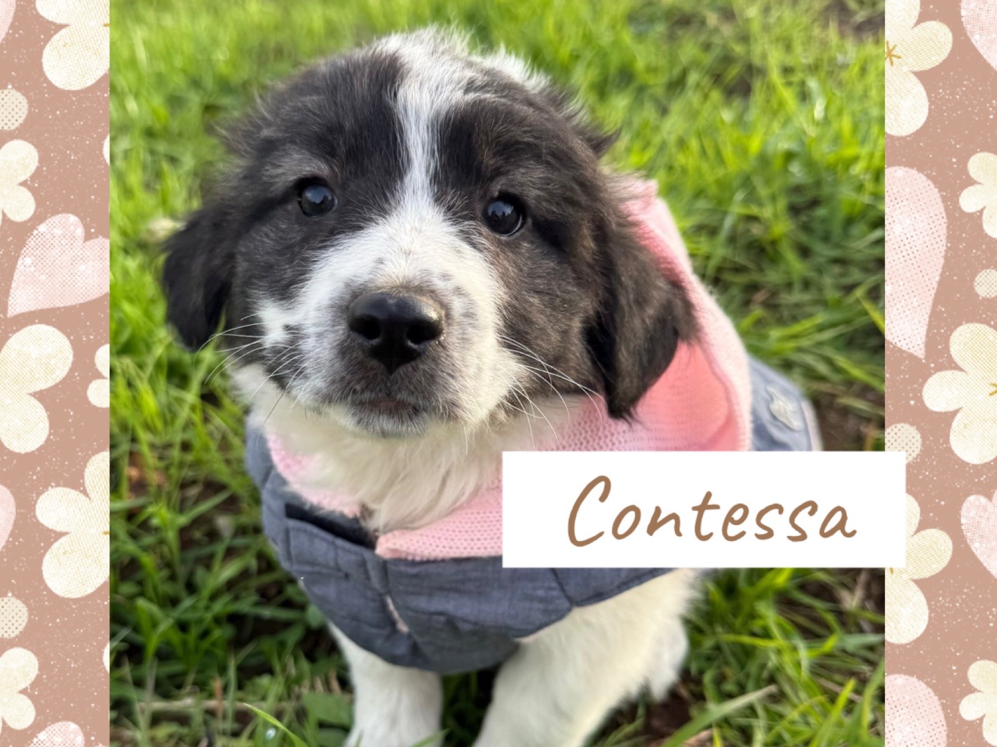 Adotta un cane, maschio, 4 mesi, Catanzaro