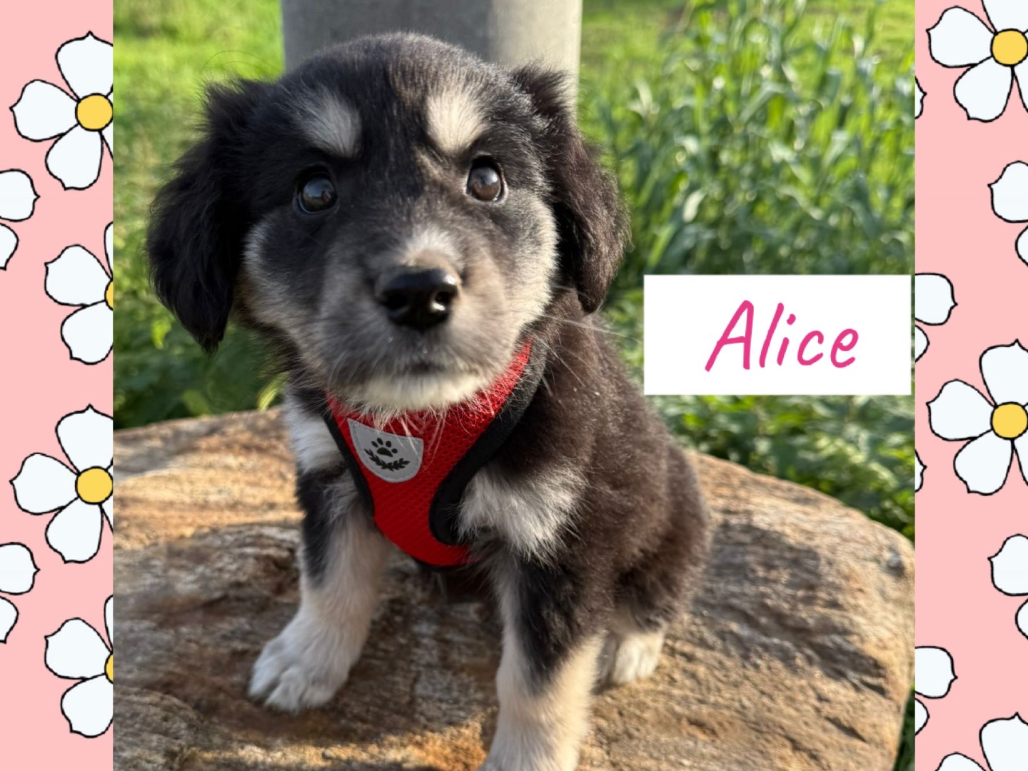 Adotta un cane, taglia media, maschio, Catanzaro