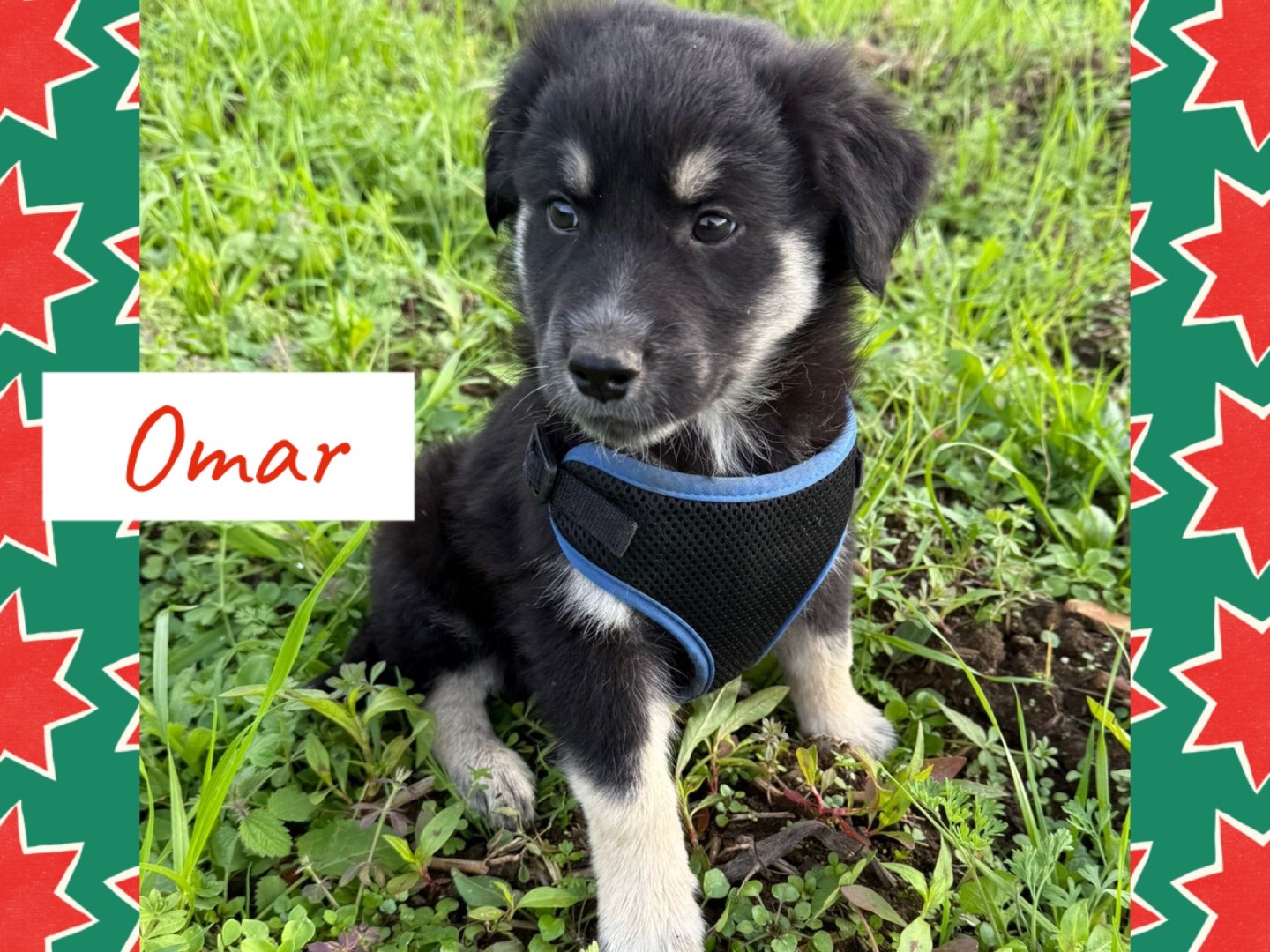 Vuoi adottare un cane a Catanzaro?