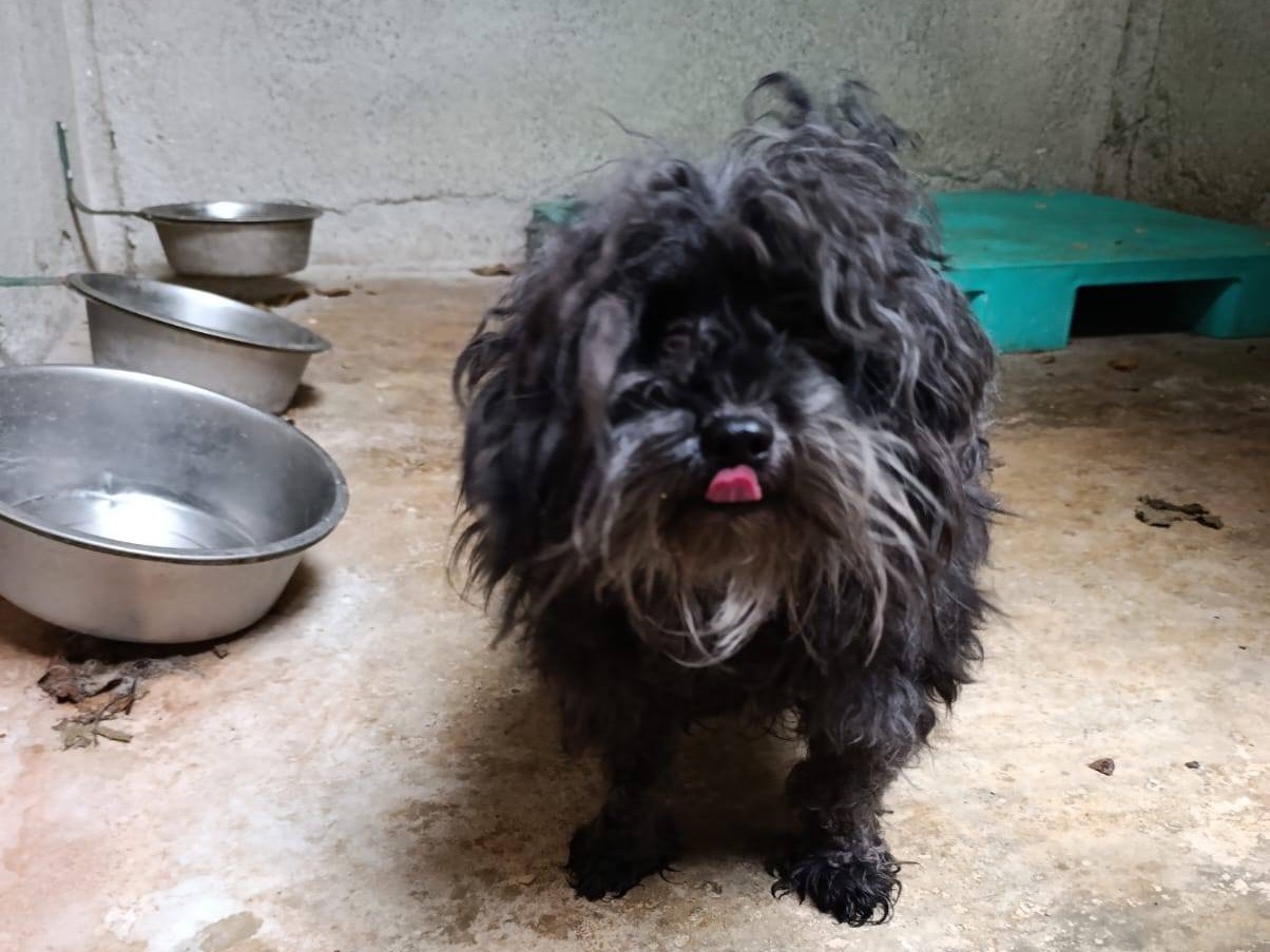 Adozione cane, maschio, Razza sconosciuta Razza sconosciuta, 2 anni e 3 mesi, taglia piccola, Venezia