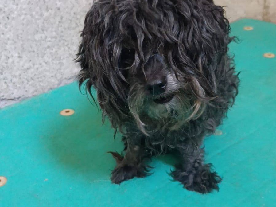 Adotta un cane, taglia piccola, maschio, Venezia