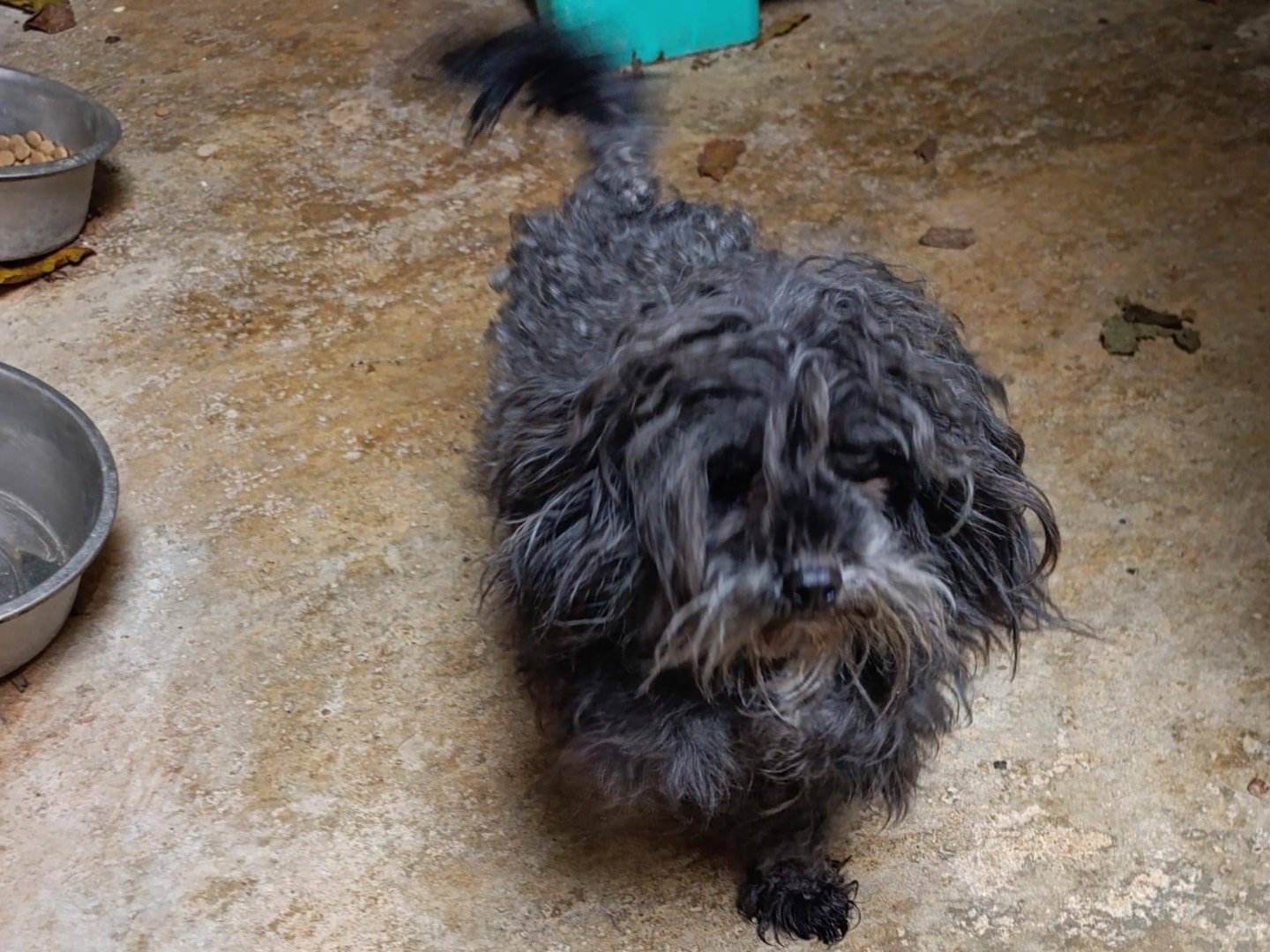 Vuoi adottare un cane a Venezia?