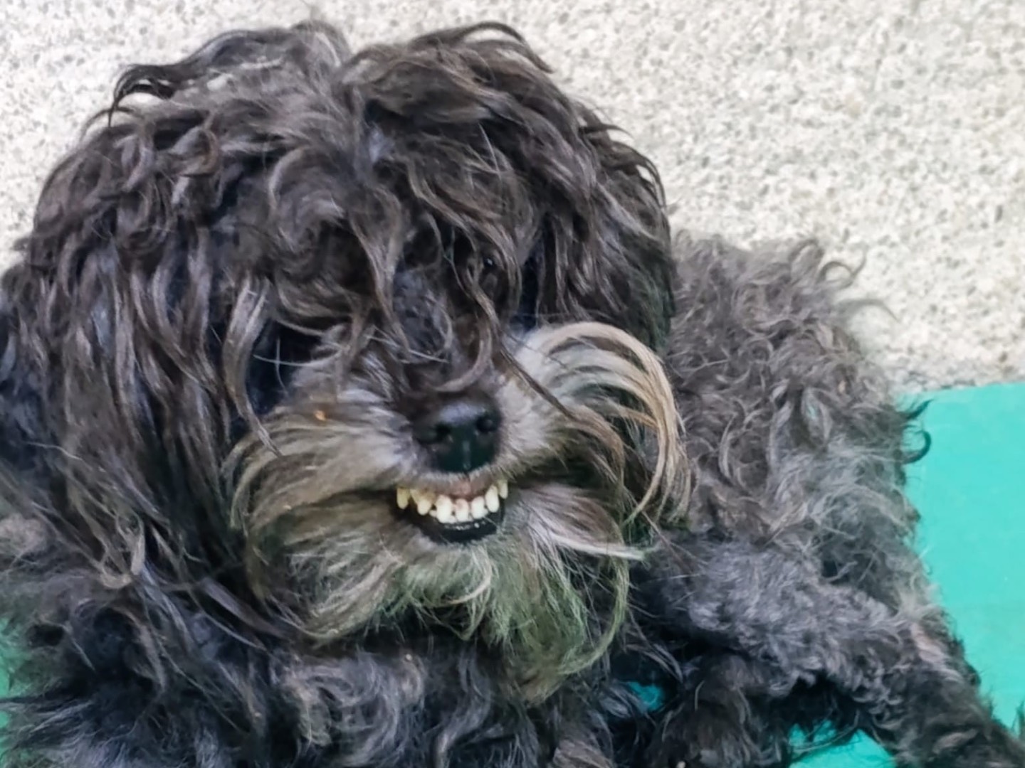 Adotta il cane Whisky a Venezia