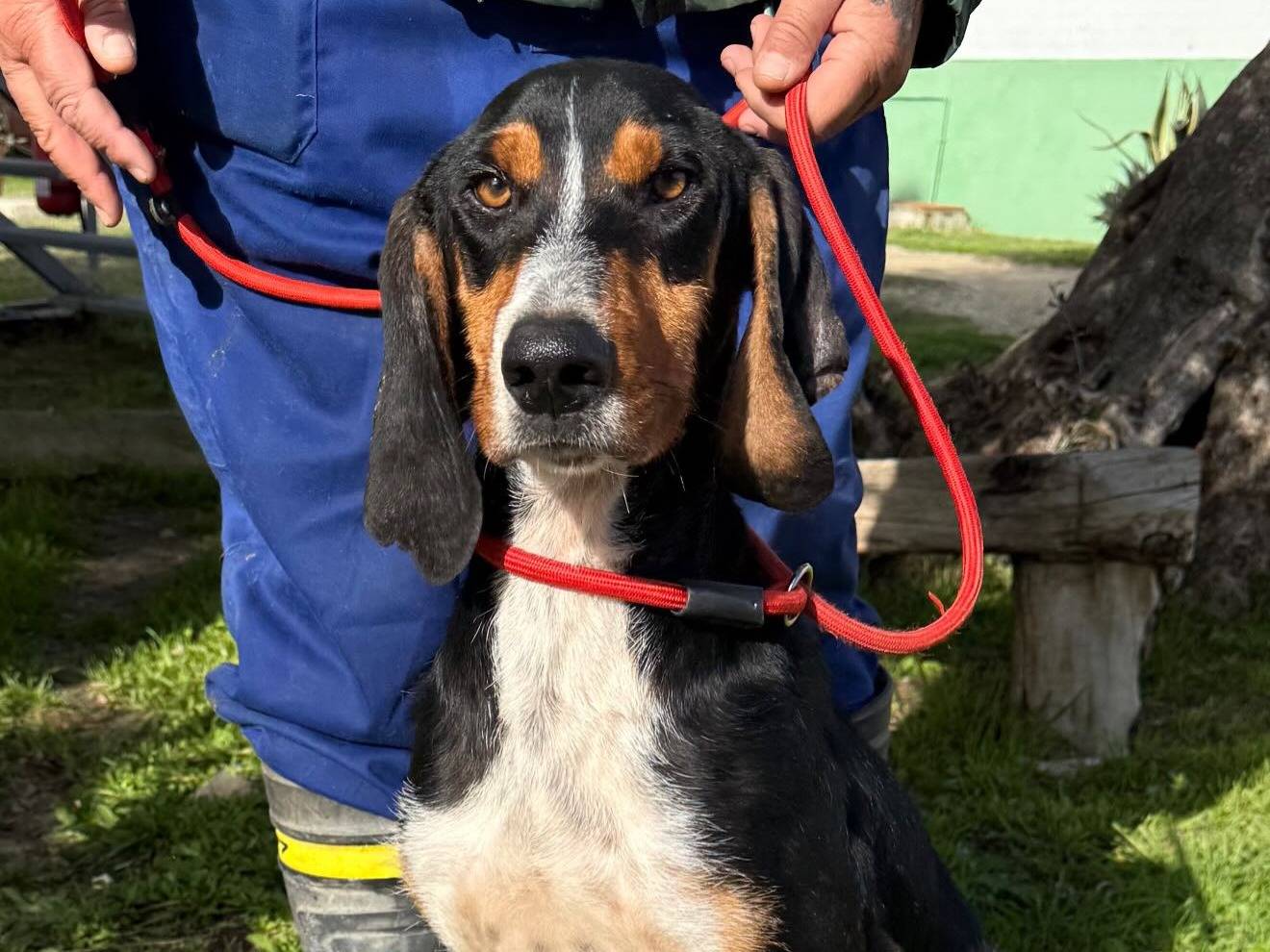 Adozione cane, maschio, Segugio Razza sconosciuta, 2 anni e 4 mesi, taglia media, Matera