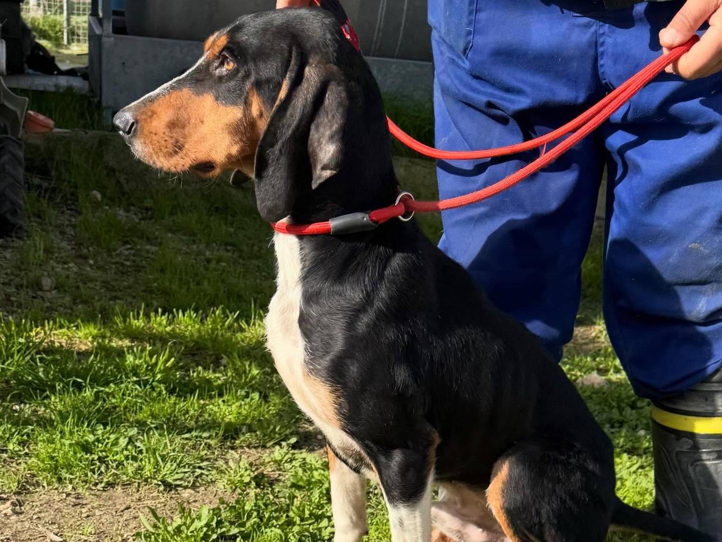 Adotta un cane, maschio, 2 anni e 4 mesi, Matera