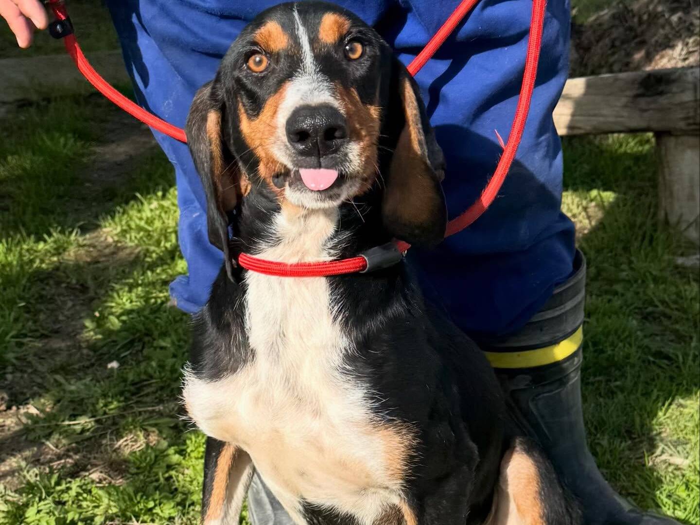 Adotta un cane, taglia media, maschio, Matera