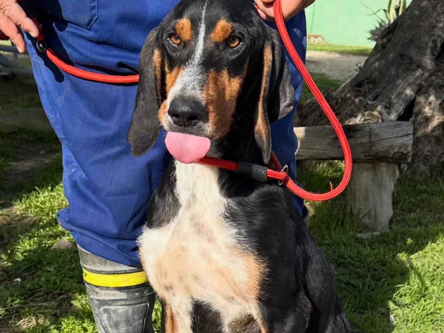 Vuoi adottare un cane a Matera?