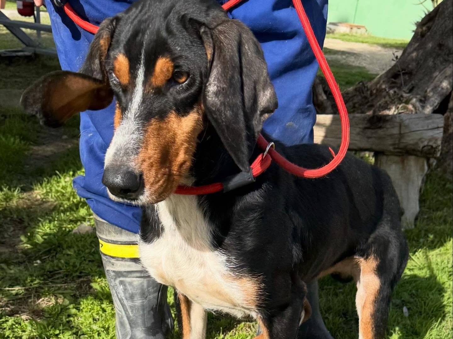 Adotta il cane Valerio a Matera