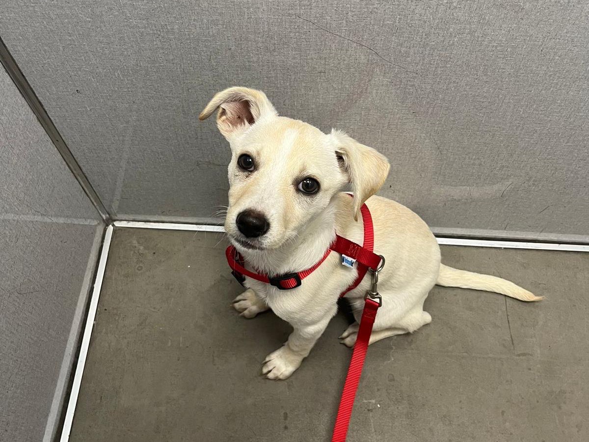 Adozione cane, femmina, Razza sconosciuta Razza sconosciuta, 4 mesi, taglia media contenuta, Brescia