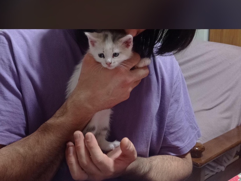 Adozione gatto, maschio, Razza sconosciuta Razza sconosciuta, 2 mesi, taglia non valida, Avellino