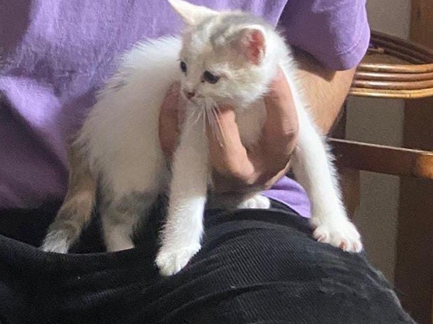 Adotta un gatto, maschio, 2 mesi, Avellino