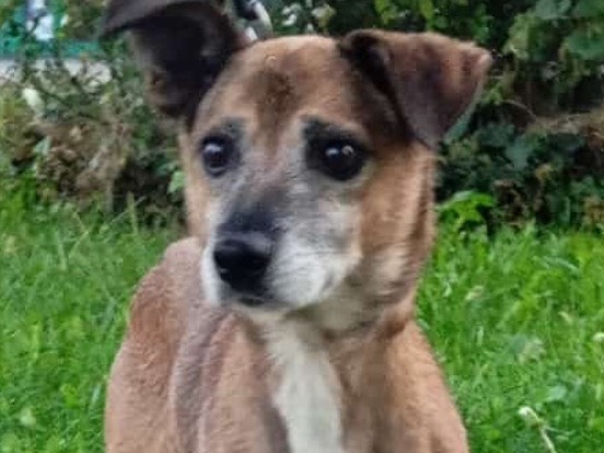 Vuoi adottare un cane a Verona?