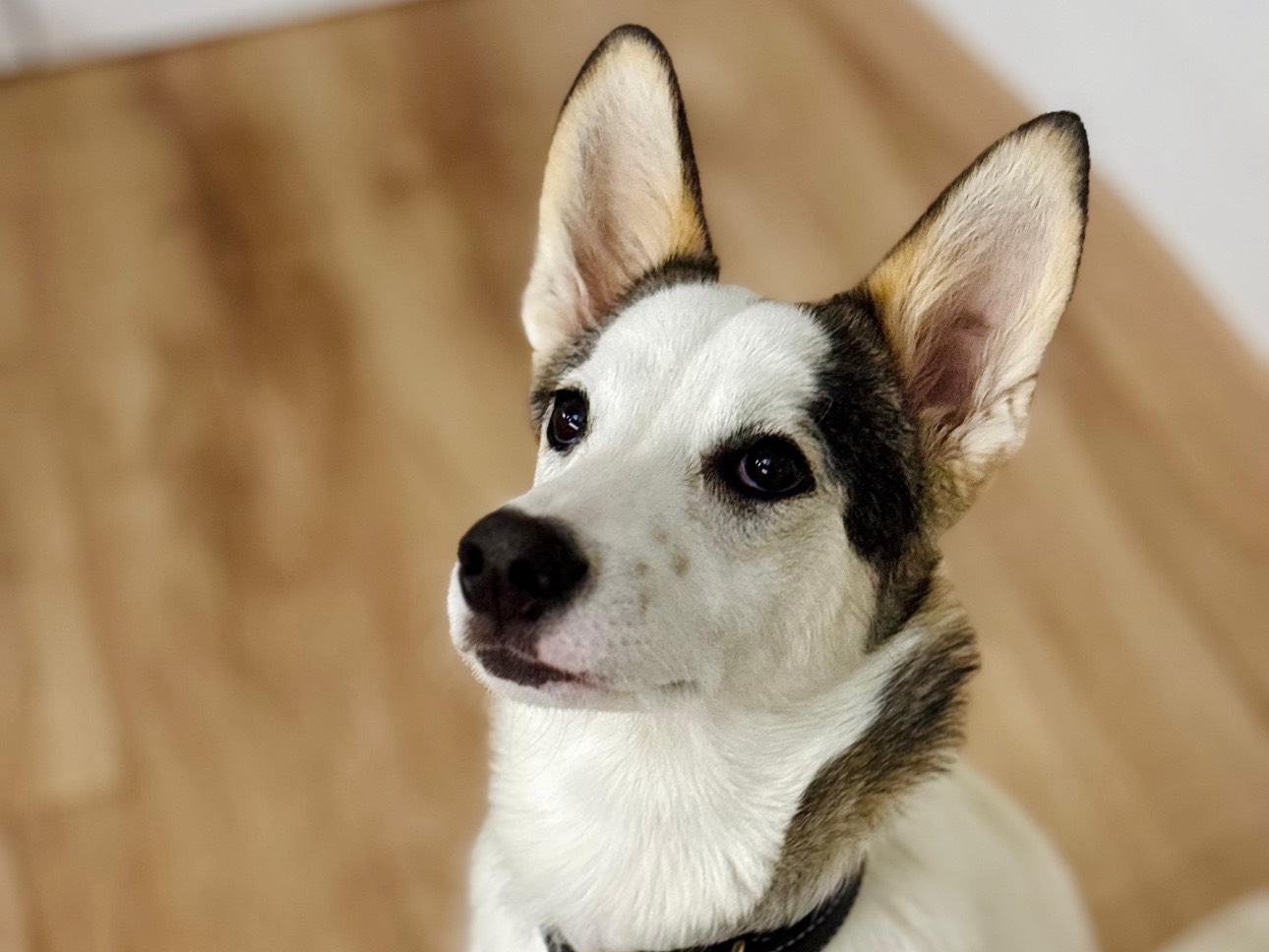 Adozione cane, femmina, Razza sconosciuta Razza sconosciuta, 8 mesi, taglia media, Roma