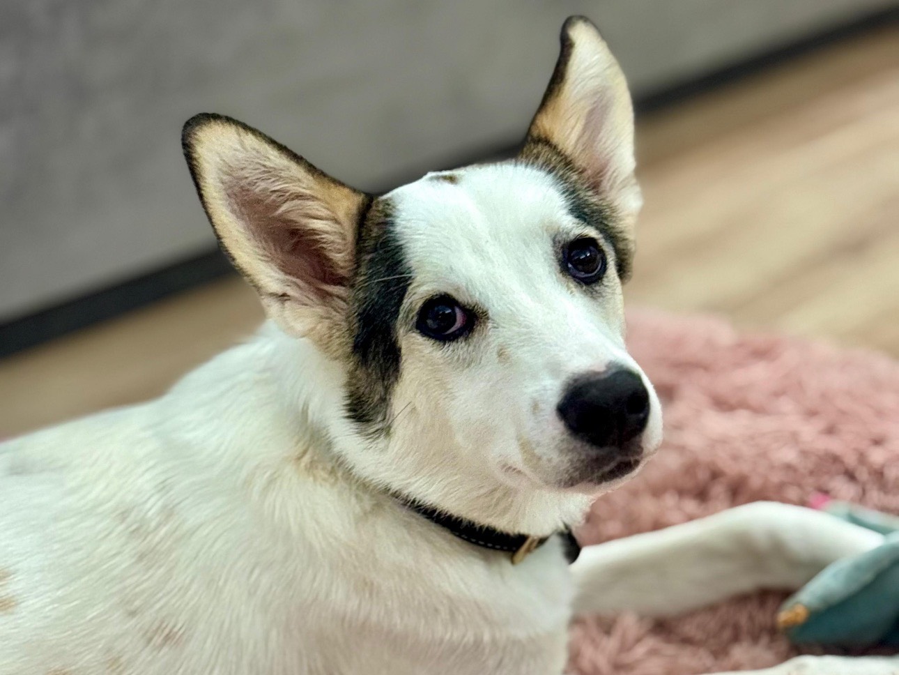 Adotta un cane, taglia media, femmina, Roma