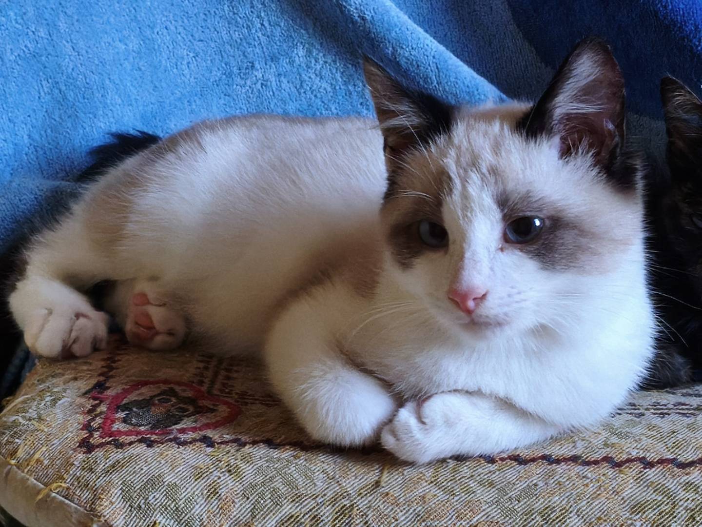 Adozione gatto, maschio, Razza sconosciuta Razza sconosciuta, 4 mesi, taglia non valida, Sud