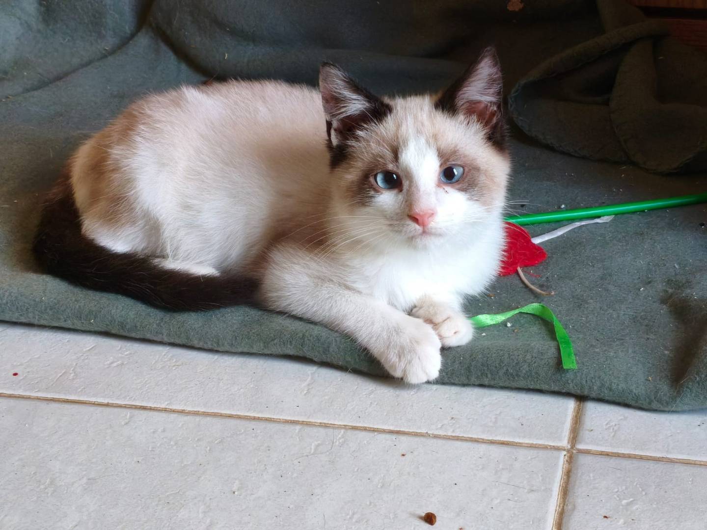 Adotta un gatto, maschio, 4 mesi, Sud