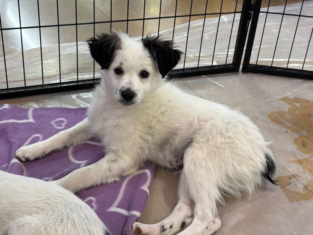 Adozione cane, maschio, Razza sconosciuta Bassotto, 3 mesi, taglia piccola, Teramo