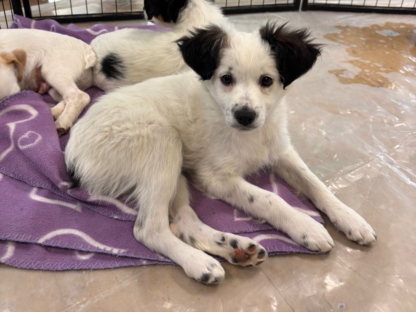 Adotta un cane, maschio, 3 mesi, Teramo