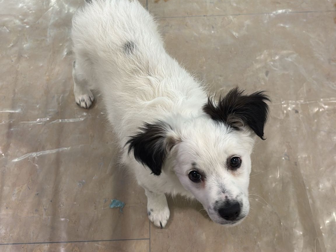 Adotta un cane, taglia piccola, maschio, Teramo