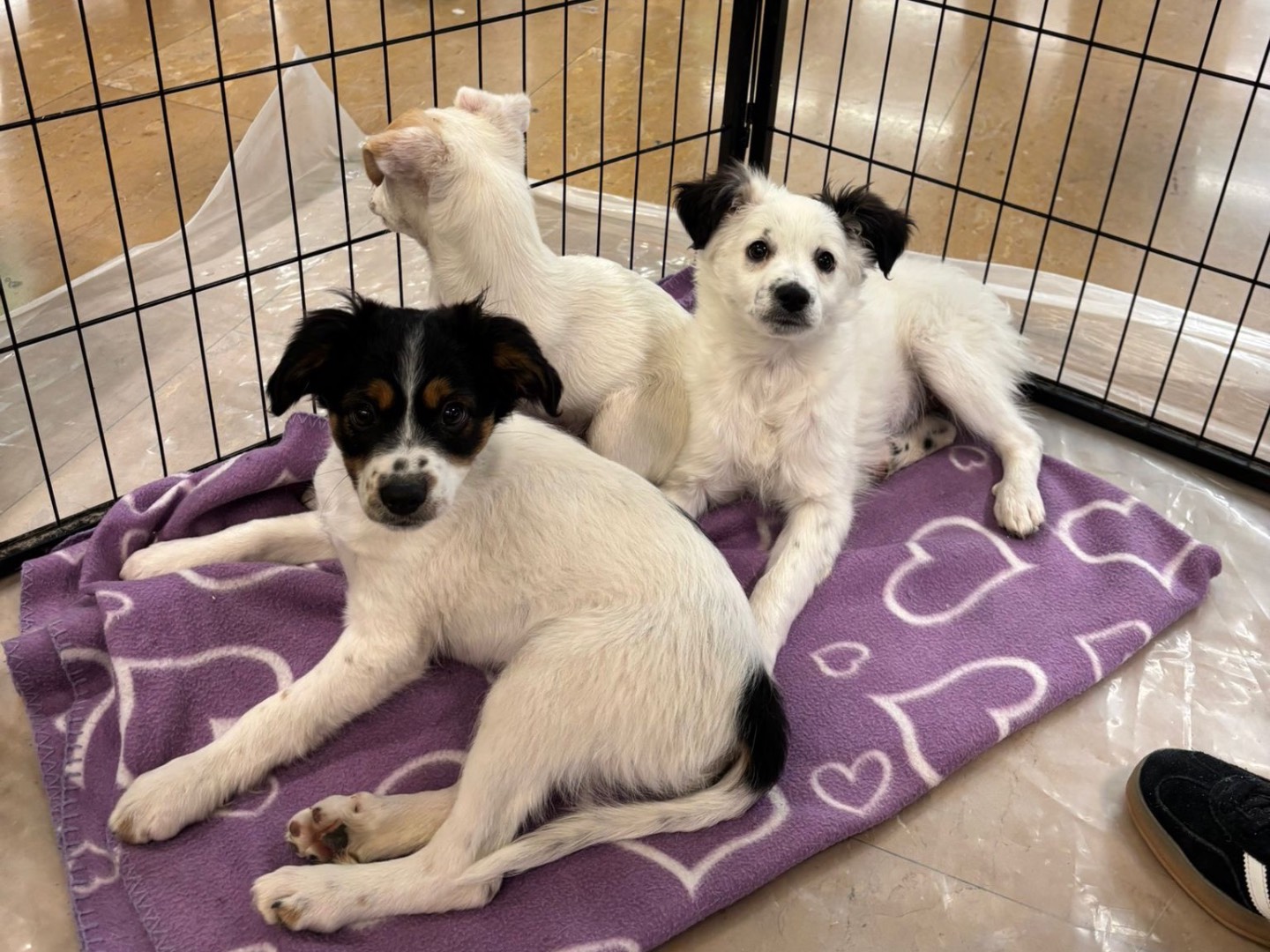 Vuoi adottare un cane a Teramo?