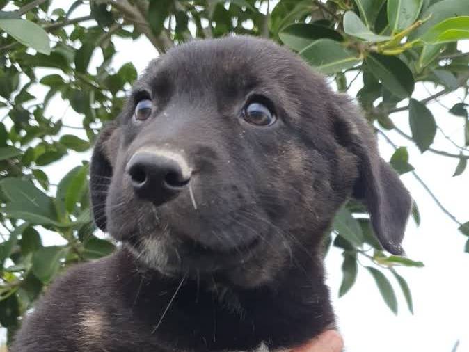 Adozione cane, femmina, Razza sconosciuta Border Collie, 1 mesi, taglia media, Padova